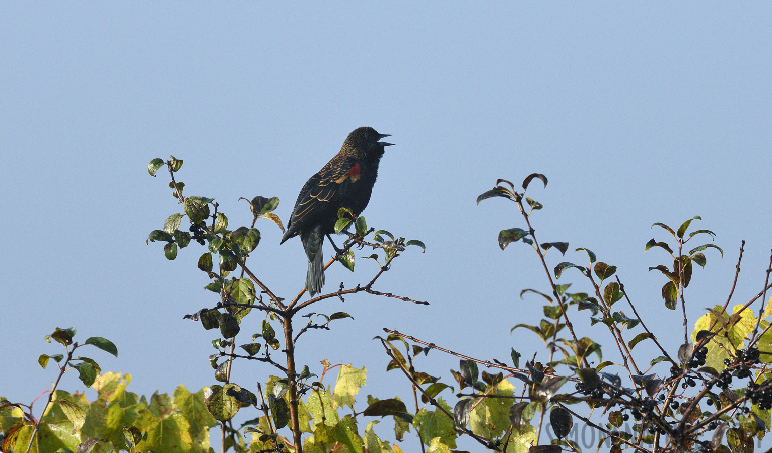 Agelaius phoeniceus phoeniceus [400 mm, 1/1250 sec at f / 8.0, ISO 1250]